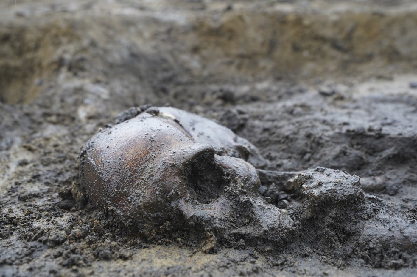 Fifty well-preserved Viking skeletons have been found in Denmark